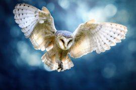 2024/12/Barn-owls-moonlight.jpg