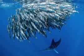 2024/12/Sardine-survival2.jpg