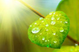 2024/12/Raindrops-leaves.jpg