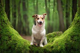 2025/01/Dogs-invasive-species.jpg