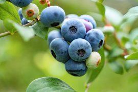 2025/01/Blueberry-disease.jpg