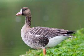 2025/01/Yangtze-river-bird.jpg