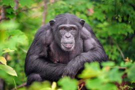 Chimpanzee-genetic.jpg