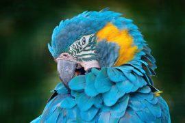 2025/01/Macaw-imitation.jpg