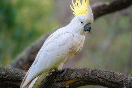 2025/01/Cockatoo-conservation.jpg