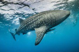 2025/01/Whale-shark-mating.jpg