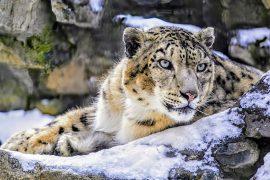 2025/01/Snow-leopard-evolution.jpg