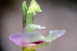 2025/01/Orchid-pollination.jpg