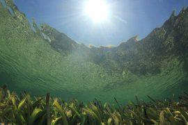 2025/01/Seagrass-climate.jpg