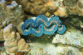 2025/01/Giant-clam2.jpg