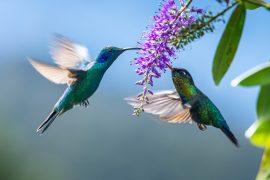 2025/01/Hummingbird-mites.jpg