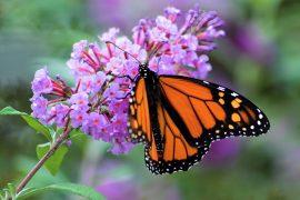 2025/02/Butterflies-monarch-.jpg