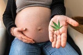 2025/02/Pregnancy-cannabis.jpg