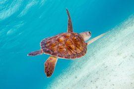 2025/02/Young-sea-turtles.jpg