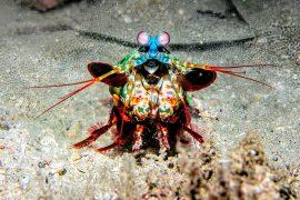 2025/02/Mantis-shrimp.jpg