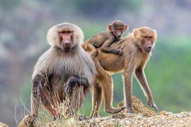 2025/02/Social-baboons.jpg