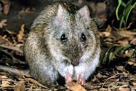 2025/02/Gilbert-potoroo.jpg