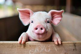 2025/02/Pig-breed.jpg