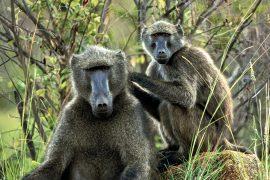 2025/02/Baboons-mirror.jpg