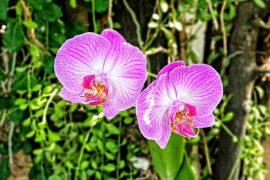 2025/02/Orchid-fungi.jpg