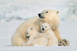 2025/02/Polar-bear-day.jpg