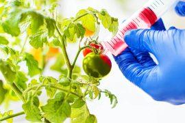 2025/03/gene-modification_tomatoes_eggplants_1m.jpg