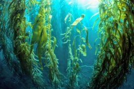 2025/03/Arctic-kelp.jpg