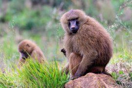 2025/03/Guinea-baboons.jpg