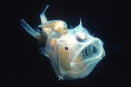 2025/03/Anglerfish-.jpg