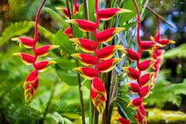 2025/03/Heliconia.jpg