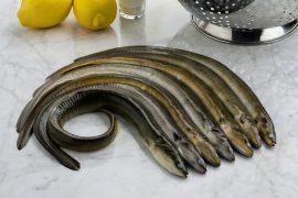 2025/03/Eel-trade.jpg