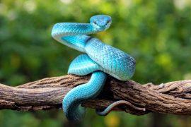 2025/03/Snakes-colors.jpg