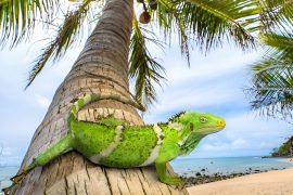 2025/03/Iguanas-Fiji.jpg