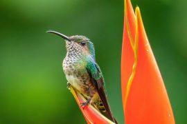 2025/03/Hummingbird-caterpillar.jpg