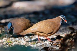 2025/03/Cuban-dove.jpg