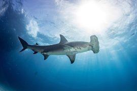2025/03/Hammerhead-sharks.jpg