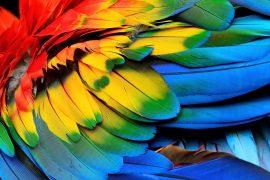 2025/03/Feather-development.jpg