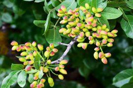 Photo,Of,Fresh,Pistachios,On,A,Tree