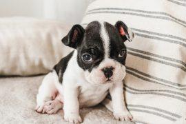 2025/03/National-Puppy-Day.jpg