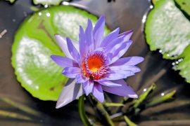 2025/03/Blue-lotus.jpg