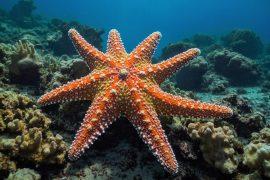 2025/03/Starfish-molecule.jpg