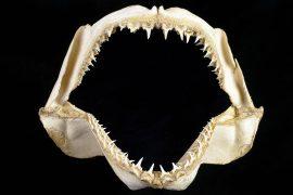 2025/03/shark-jaws_feeding-habits-revealed_1m.jpg