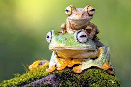 2025/03/Frog-antibiotics.jpg