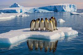 2025/03/Emperor-penguins.jpg