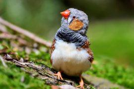 2025/03/Birds-learning.jpg
