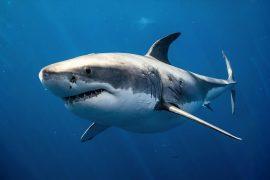 2025/03/Great-white-sharks.jpg