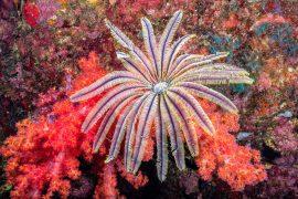 2025/03/Marine-life-mass-extinction.jpg