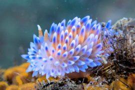 2025/04/Sea-slug-colors.jpg