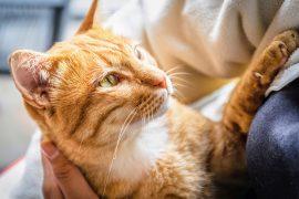 2025/04/Therapy-cat.jpg
