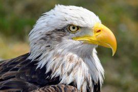 2025/04/Bird-beaks-pattern.jpg